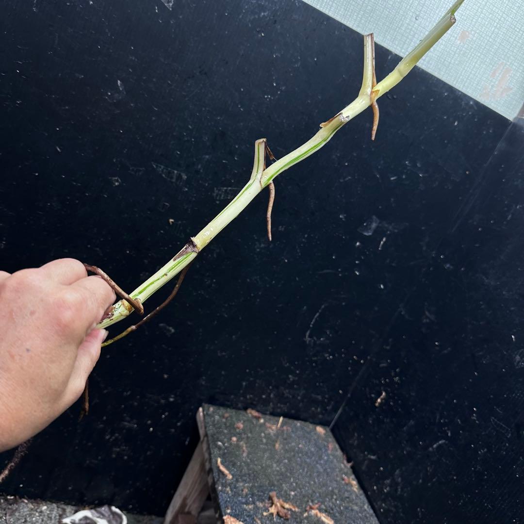 さ**様 斑入りモンステラホワイトタイガー大茎8株おまとめ