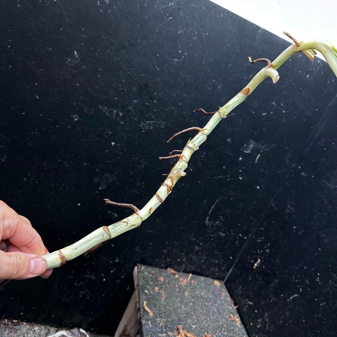 さ**様 斑入りモンステラホワイトタイガー大茎8株おまとめ