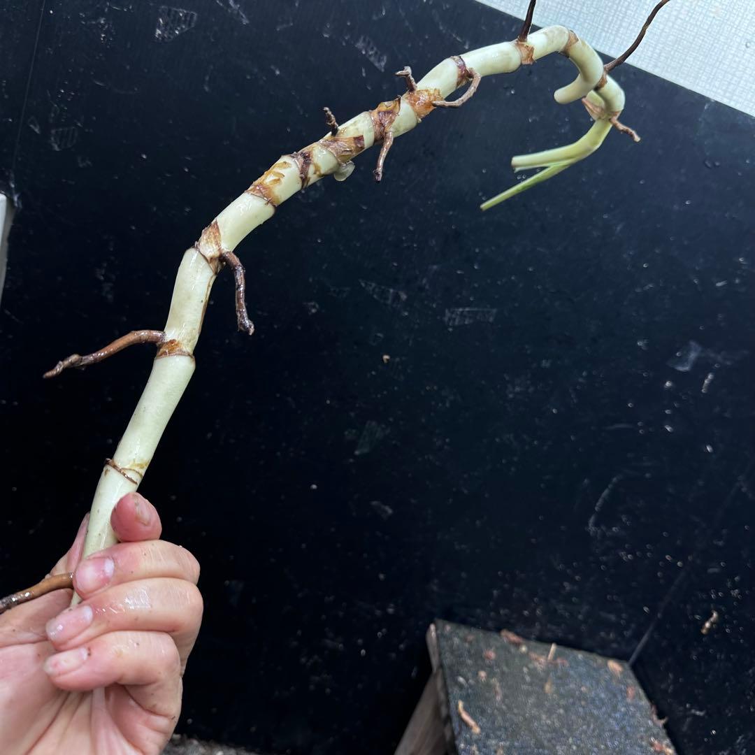 さ**様 斑入りモンステラホワイトタイガー大茎8株おまとめ