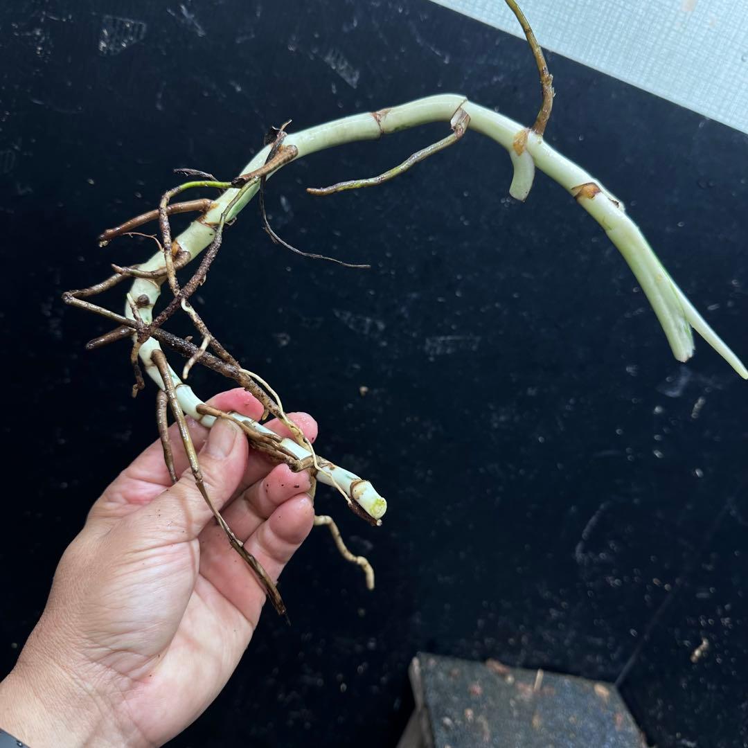 さ**様 斑入りモンステラホワイトタイガー大茎8株おまとめ