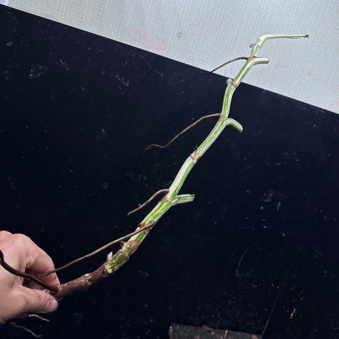 さ**様 斑入りモンステラホワイトタイガー大茎8株おまとめ