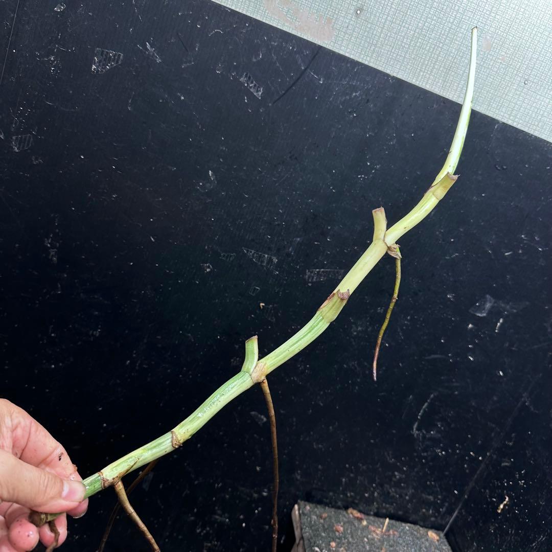 さ**様 斑入りモンステラホワイトタイガー大茎8株おまとめ