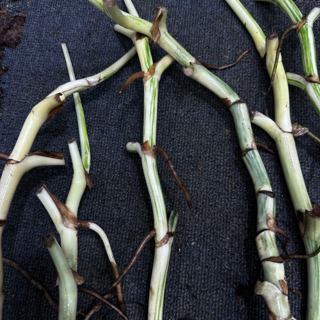 さ**様 斑入りモンステラホワイトタイガー大茎8株おまとめ