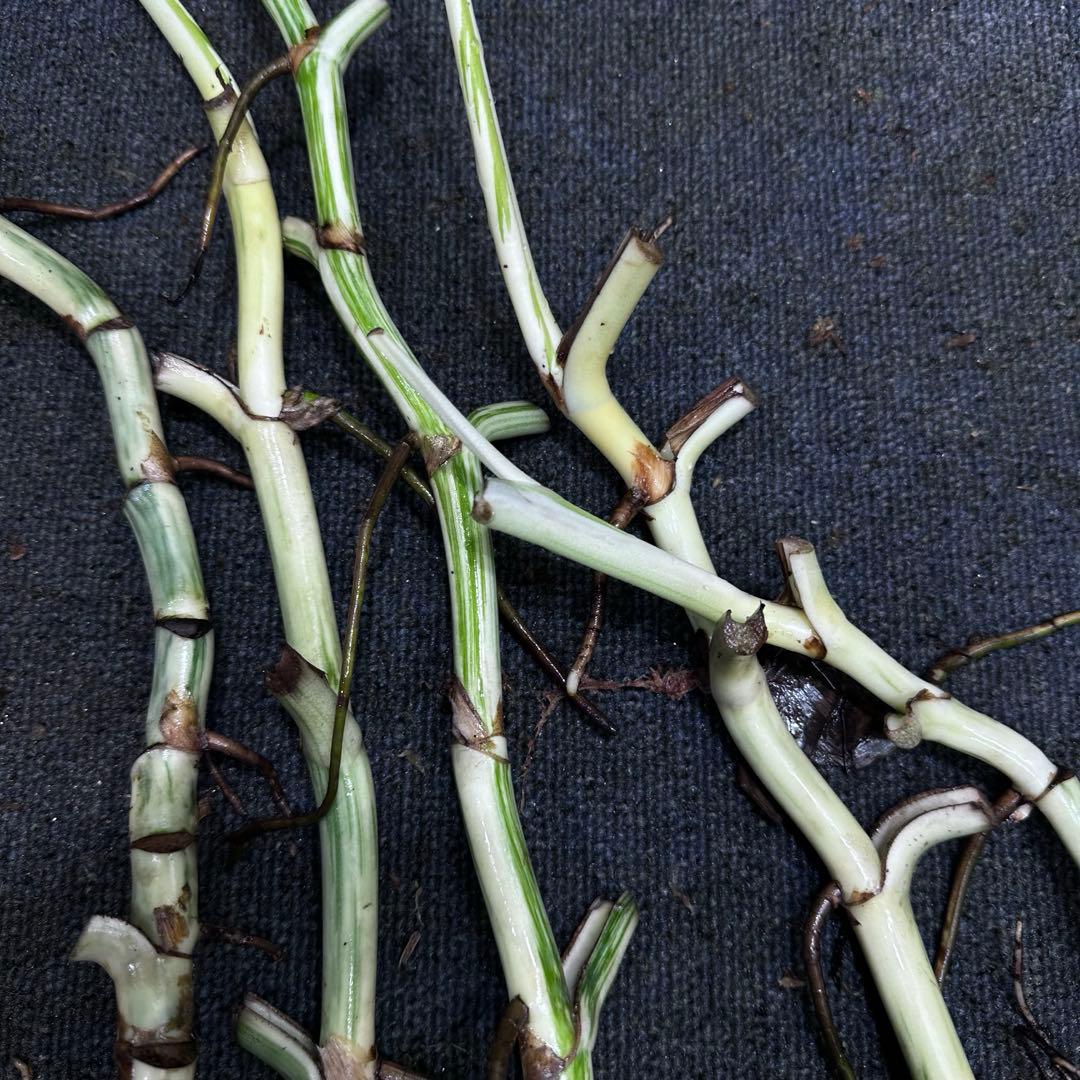 さ**様 斑入りモンステラホワイトタイガー大茎8株おまとめ