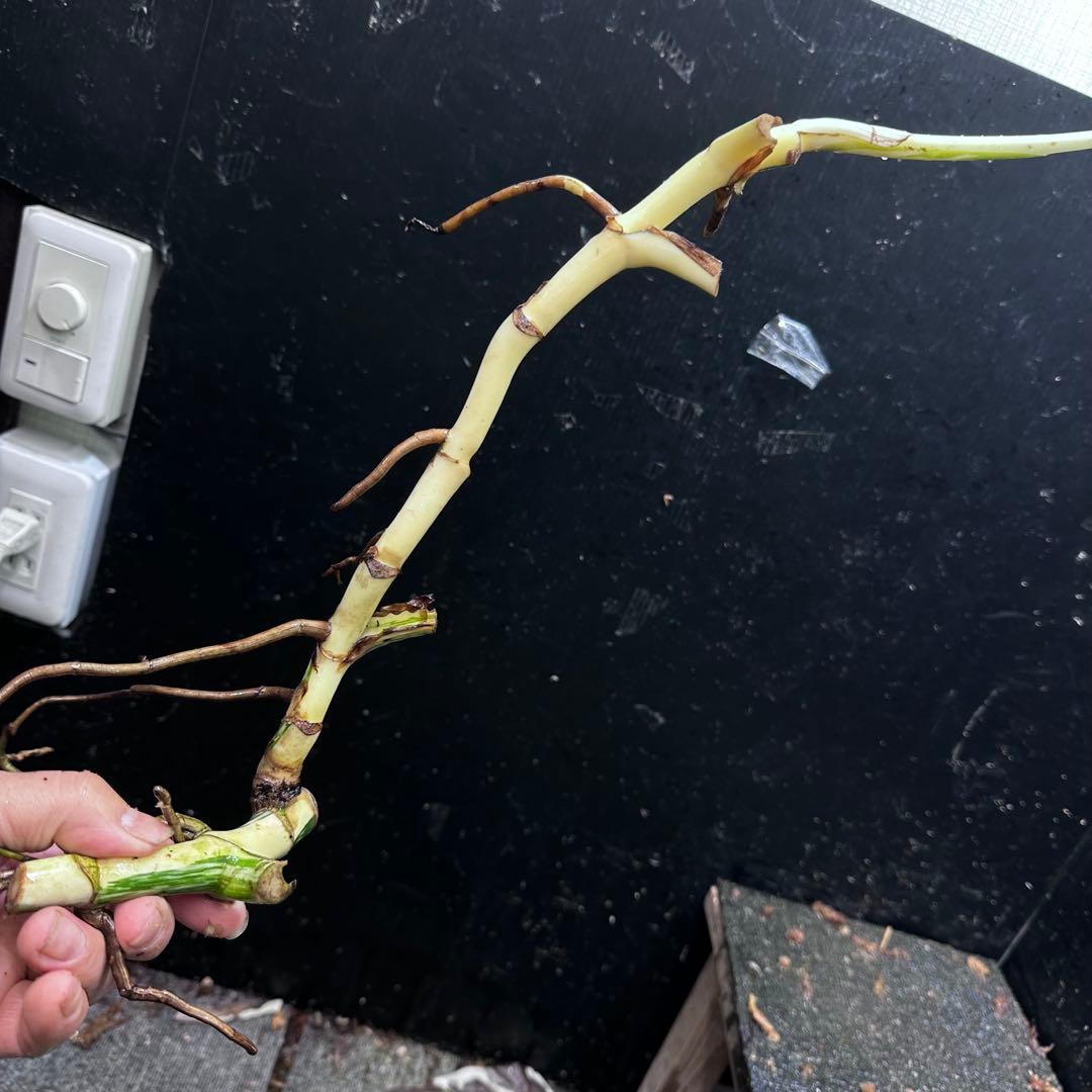 さ**様 斑入りモンステラホワイトタイガー大茎8株おまとめ