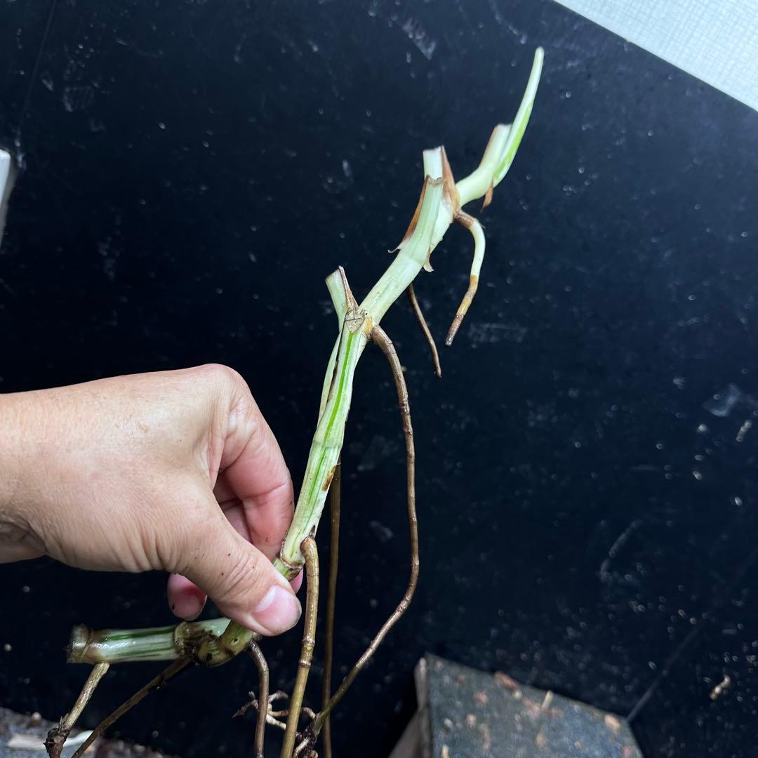 さ**様 斑入りモンステラホワイトタイガー大茎8株おまとめ