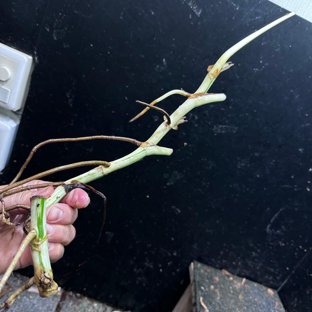 さ**様 斑入りモンステラホワイトタイガー大茎8株おまとめ