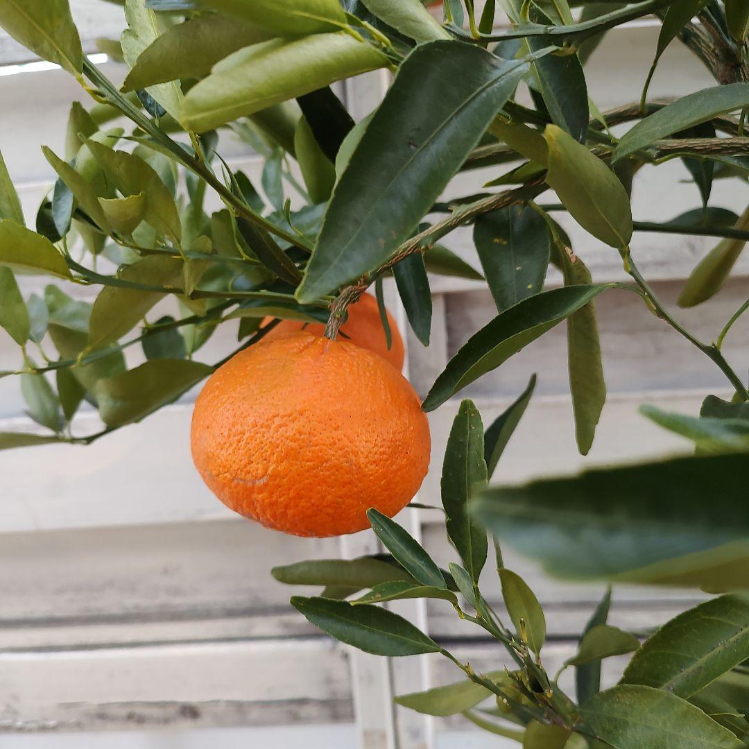 オ*ナ様 麗紅 3年生 苗木 登録品種 実つき！