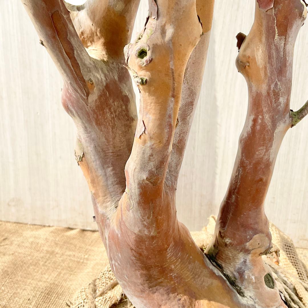 xcionhiryuさん専用　アラゲナツハゼ　希少品種　/236