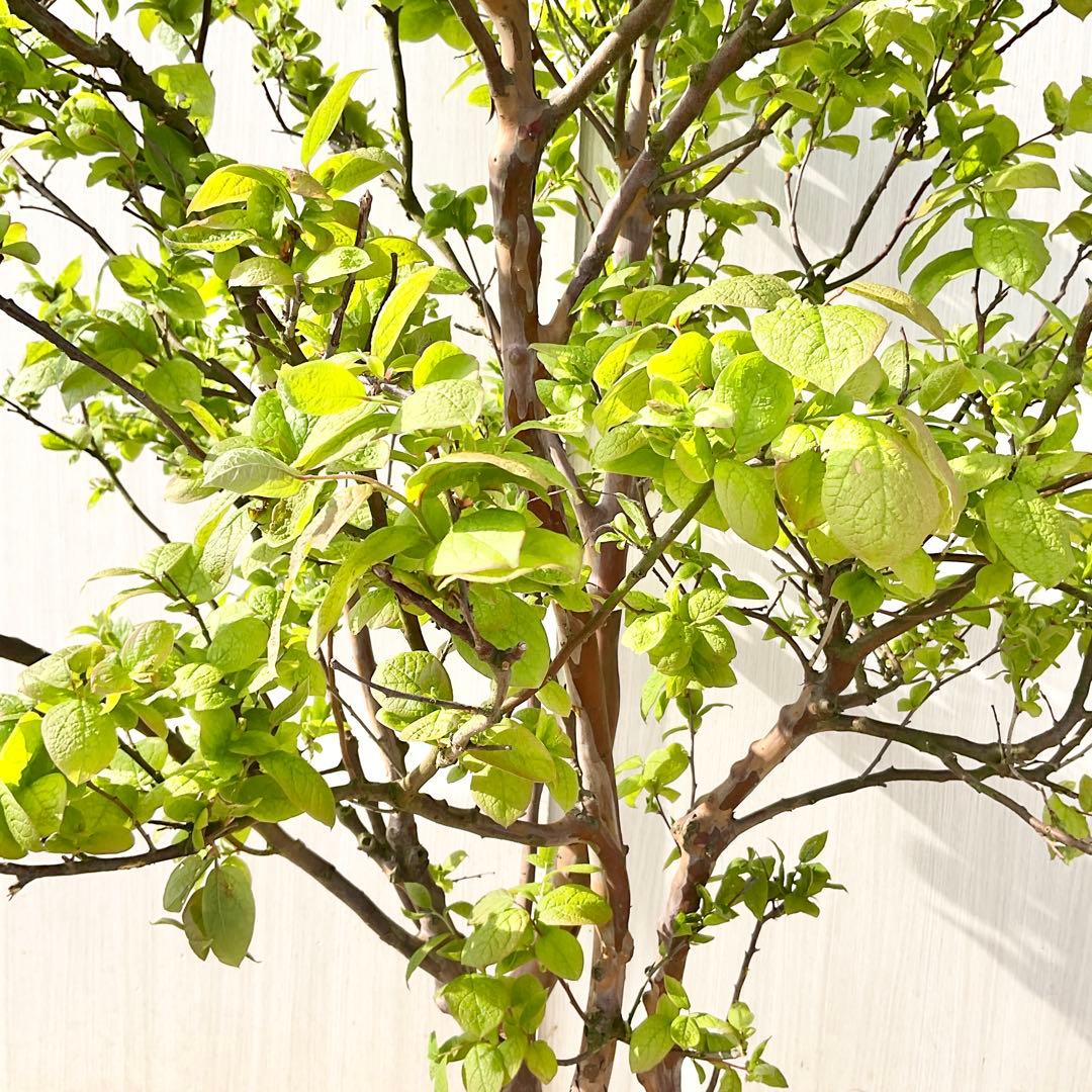 xcionhiryuさん専用　アラゲナツハゼ　希少品種　/236