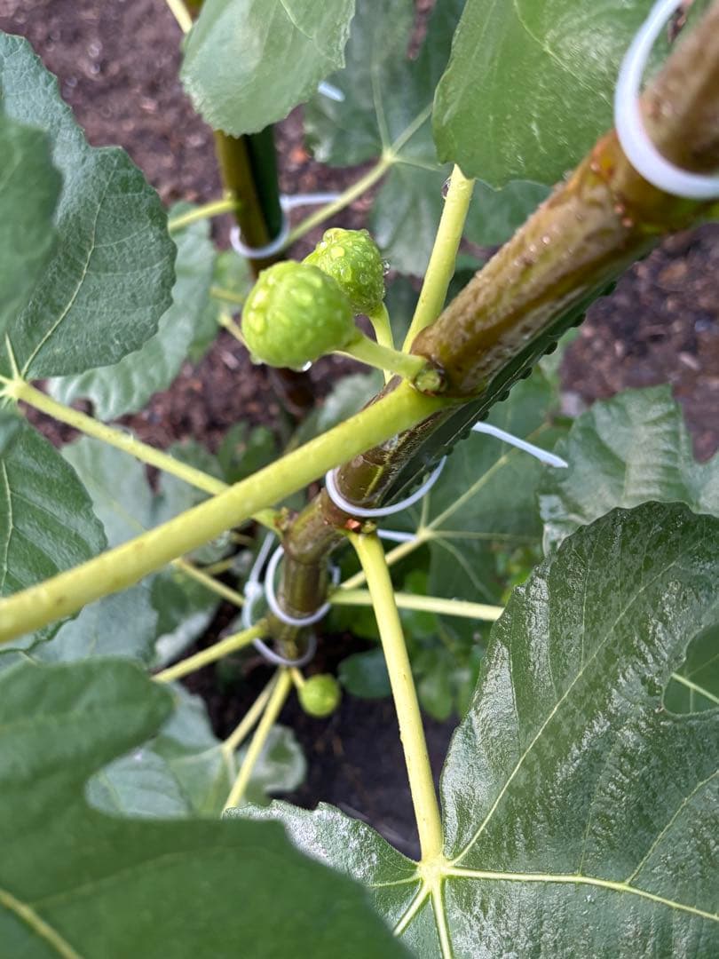 激ヤバ変態いらっしゃい Campaniere Mutant イチジク 穂木 苗 - メルカリ