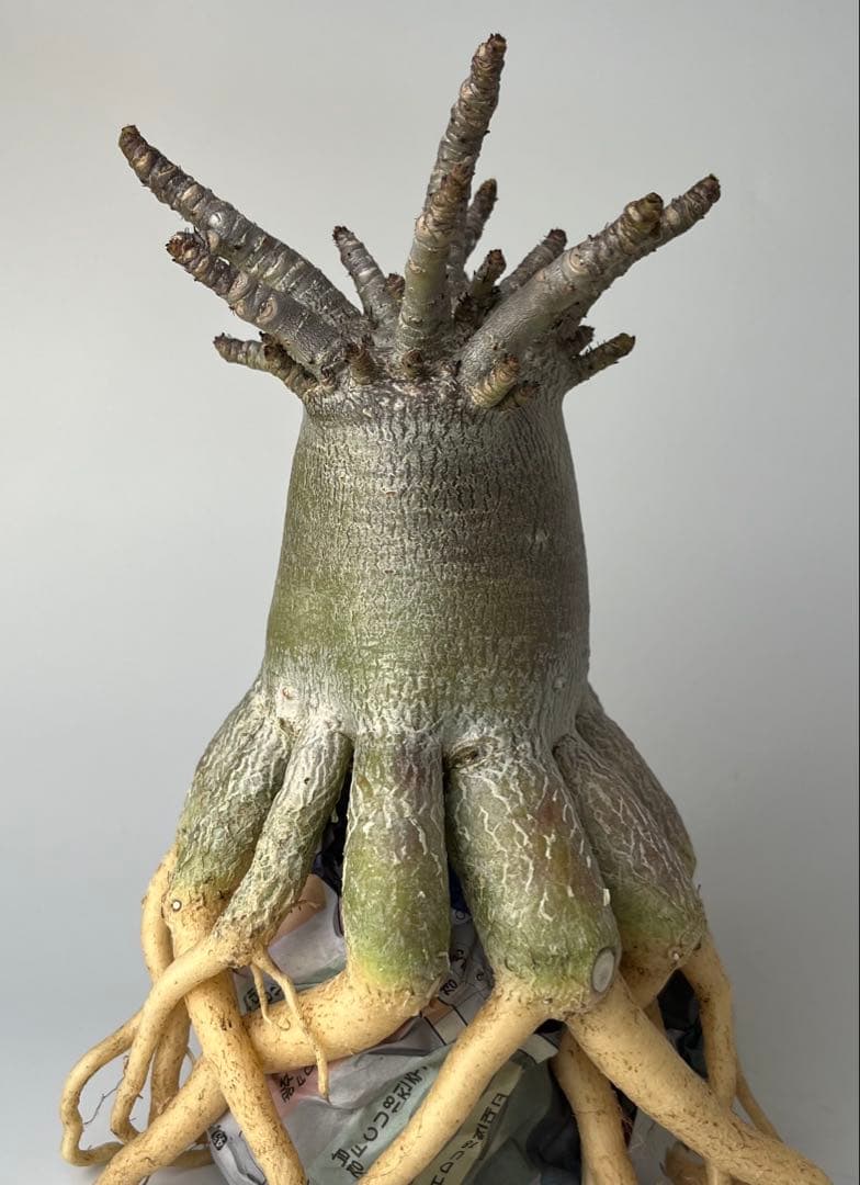 【タコ足/極太/ブラック/塊根植物】アデニウム タイソコトラナム タコ足仕立て