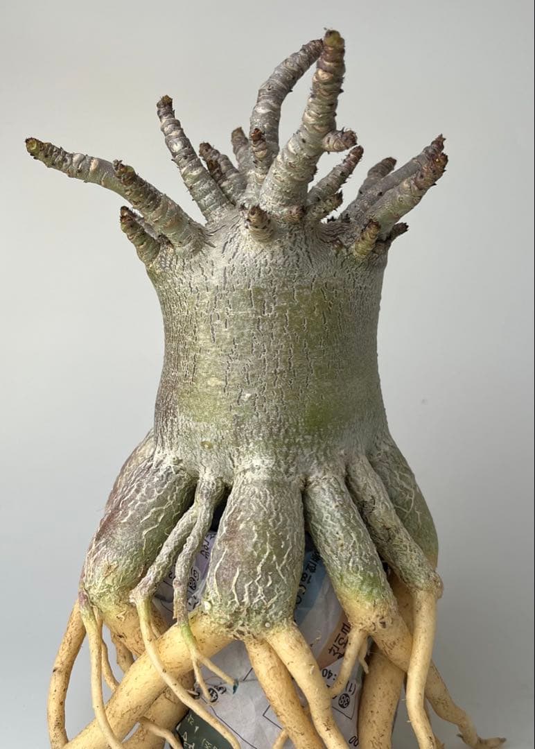 【タコ足/極太/ブラック/塊根植物】アデニウム タイソコトラナム タコ足仕立て