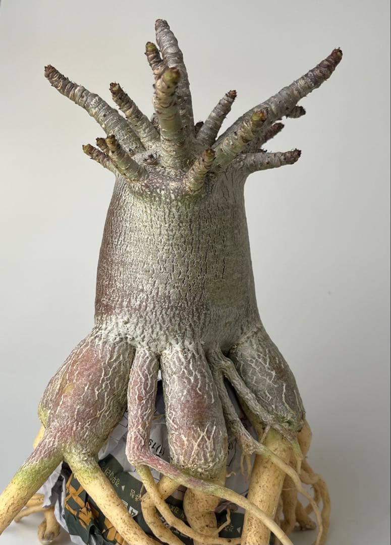 【タコ足/極太/ブラック/塊根植物】アデニウム タイソコトラナム タコ足仕立て