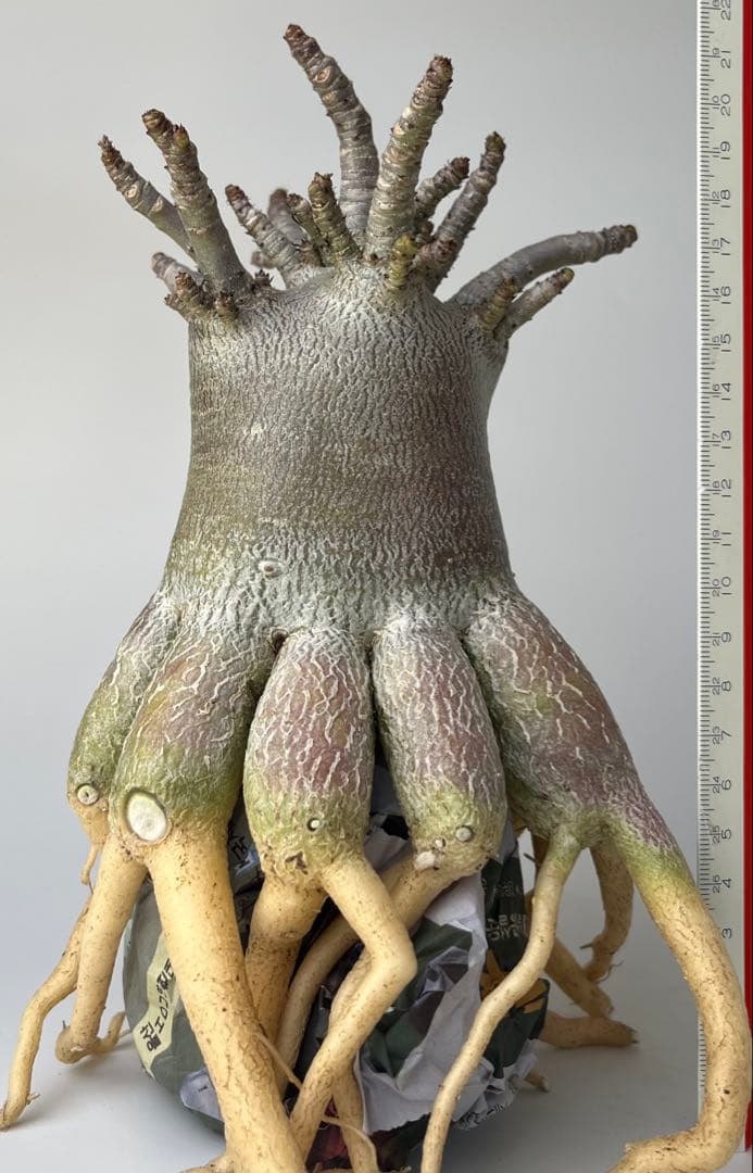 【タコ足/極太/ブラック/塊根植物】アデニウム タイソコトラナム タコ足仕立て