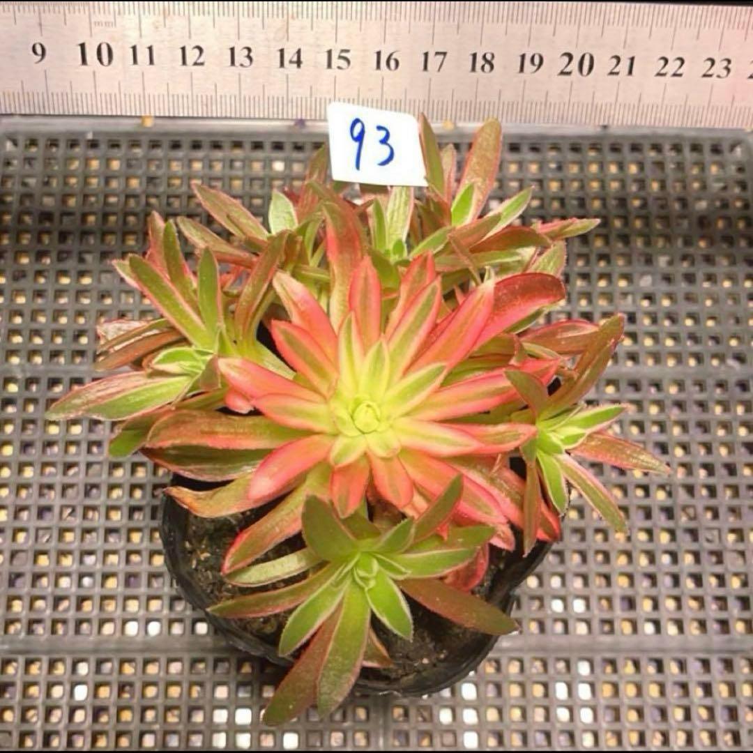 93 #多肉植物アエオニウム錦❤️朱雀❤️フェニックフレイム錦❤️9頭12cm拔き苗