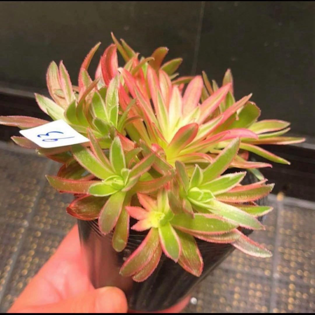 93 #多肉植物アエオニウム錦❤️朱雀❤️フェニックフレイム錦❤️9頭12cm拔き苗