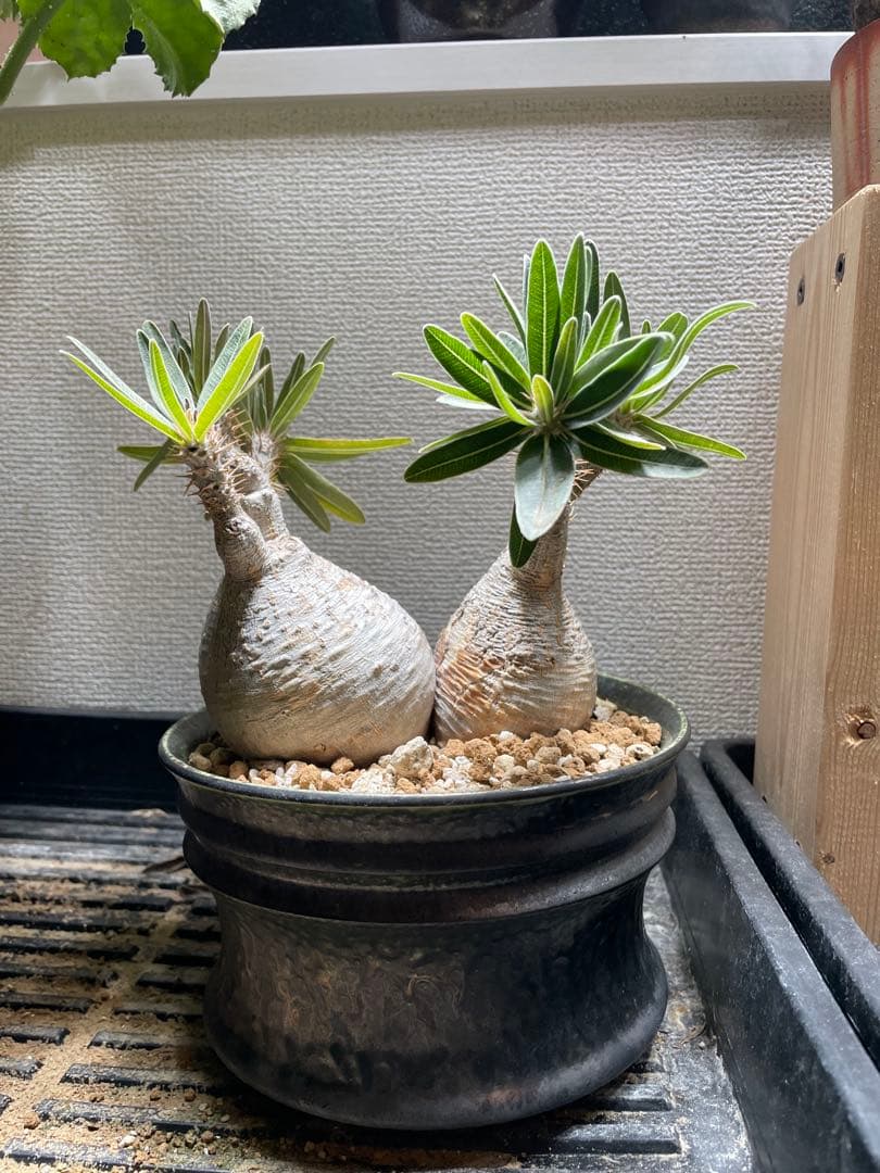 パキポディウム　グラキリス 2頭