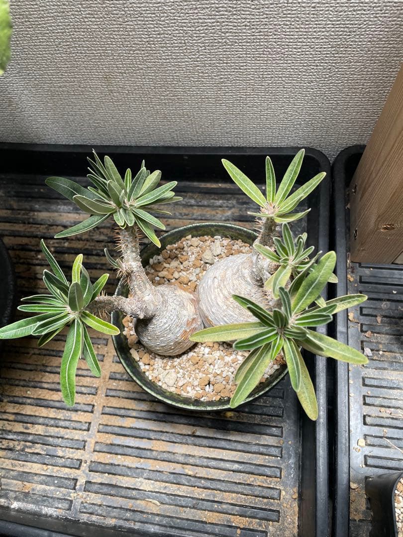 パキポディウム　グラキリス 2頭