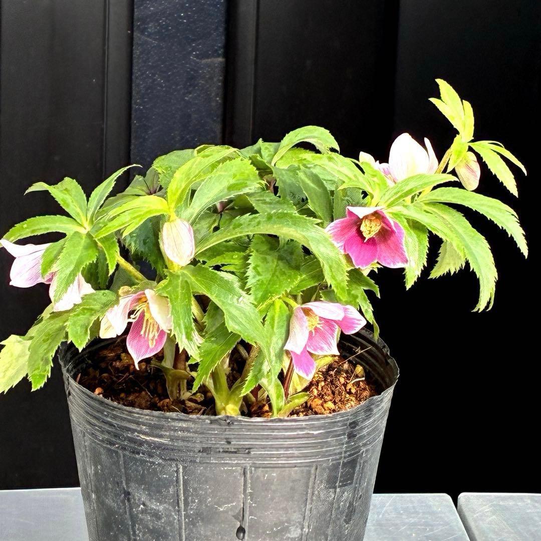 も*子様 3423☘️花、タグ付き☘️⭐️プチドール⭐️超小輪コンパクト⭐️色抜