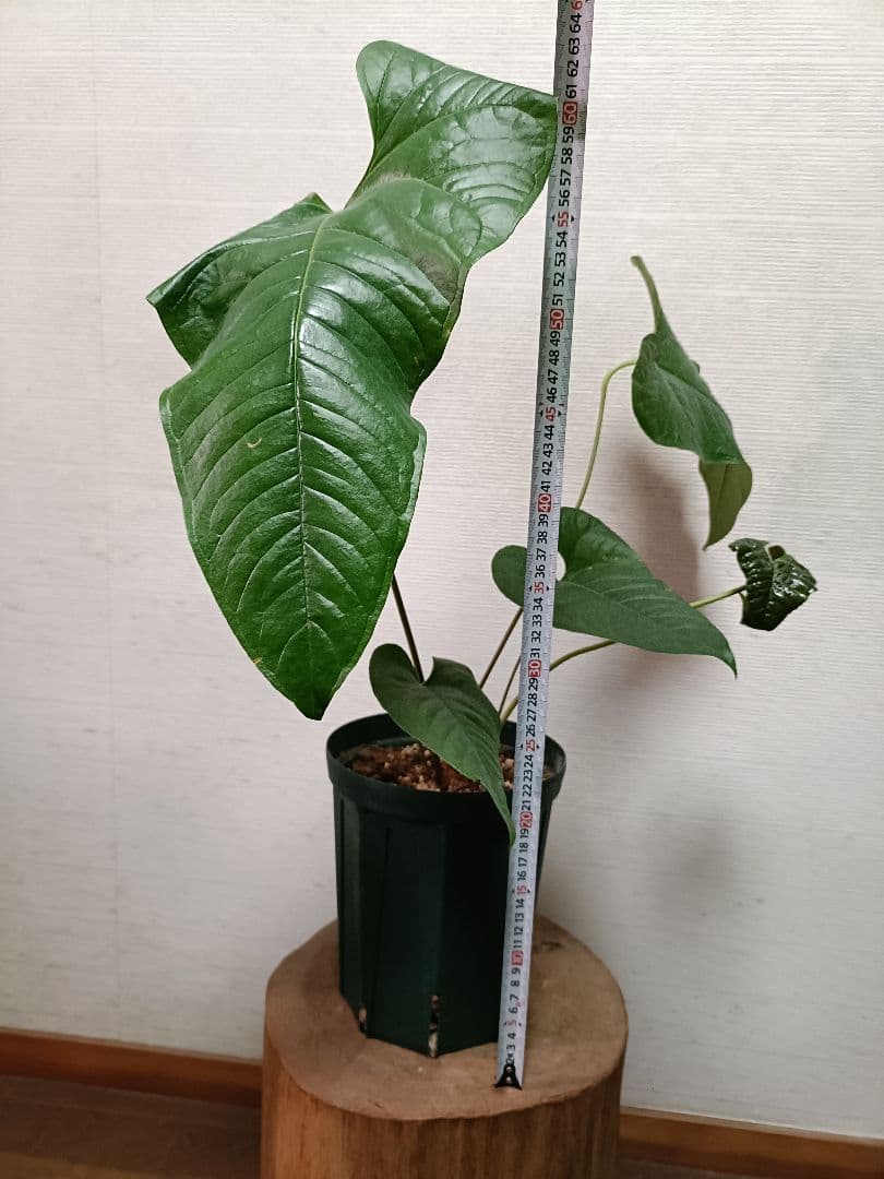 Anthurium Ivanportillae アンスリウムイヴァンポルティラエ