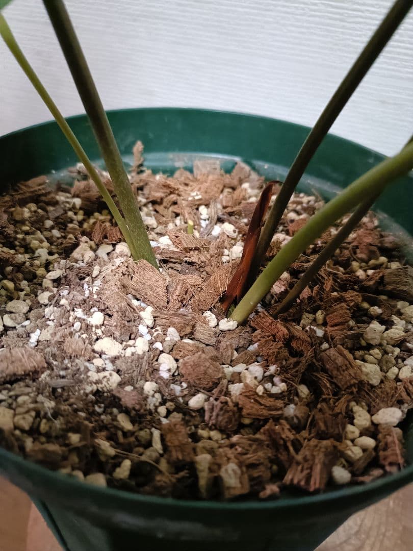 Anthurium Ivanportillae アンスリウムイヴァンポルティラエ