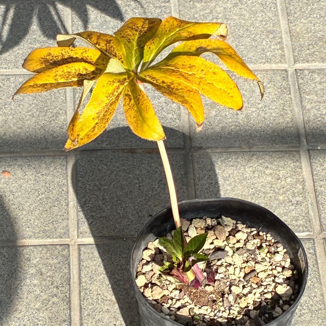 の*ん様 ☘️限定1株☘️未株分け☘️蕾付き☘️3356⭐️極上新色⭐️紅ピンク