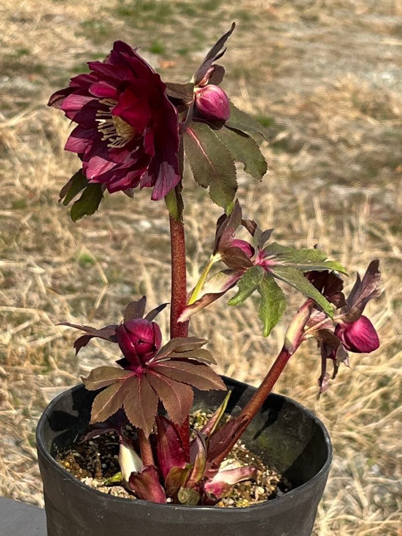 ヒ*イ様 ☘️蕾付き☘️2025年NO1赤☘️沢山新芽元気株❤️3267⭐️極上