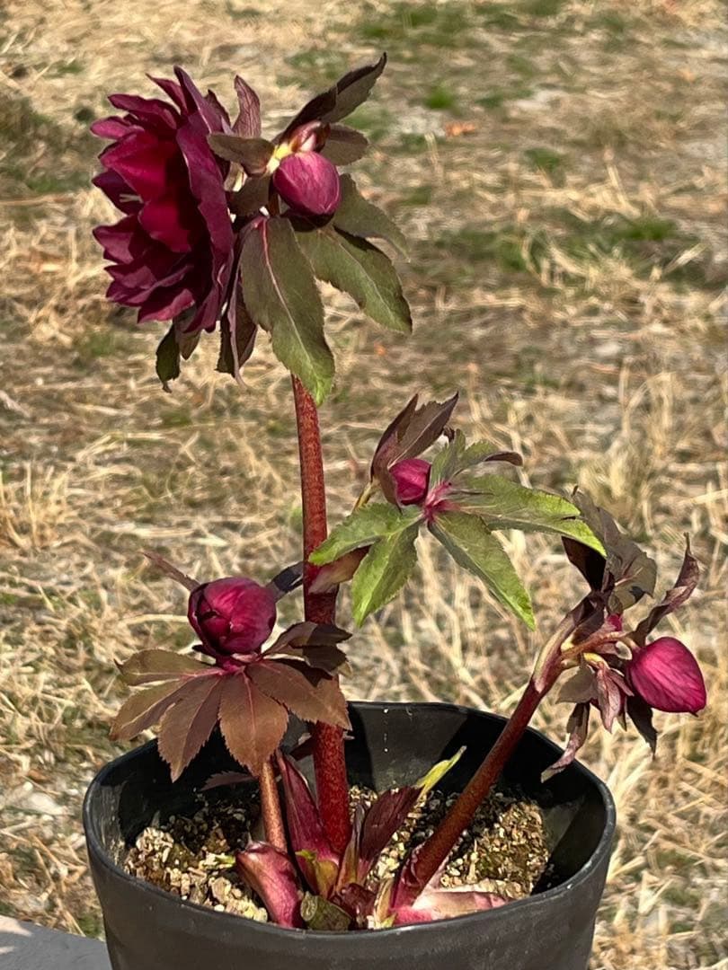 ヒ*イ様 ☘️蕾付き☘️2025年NO1赤☘️沢山新芽元気株❤️3267⭐️極上