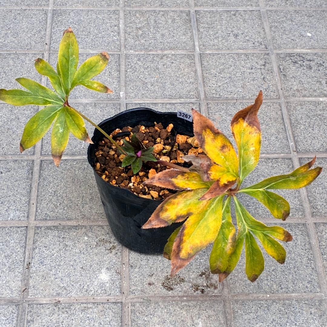 ヒ*イ様 ☘️蕾付き☘️2025年NO1赤☘️沢山新芽元気株❤️3267⭐️極上