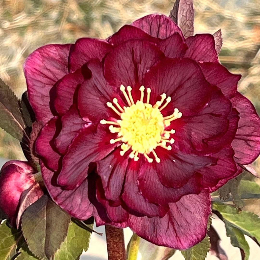 ヒ*イ様 ☘️蕾付き☘️2025年NO1赤☘️沢山新芽元気株❤️3267⭐️極上