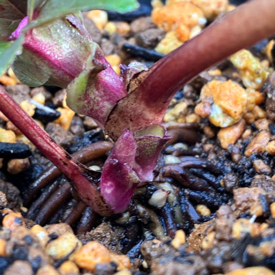 ヒ*イ様 ☘️蕾付き☘️2025年NO1赤☘️沢山新芽元気株❤️3267⭐️極上