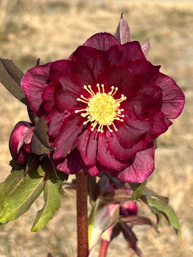 ヒ*イ様 ☘️蕾付き☘️2025年NO1赤☘️沢山新芽元気株❤️3267⭐️極上