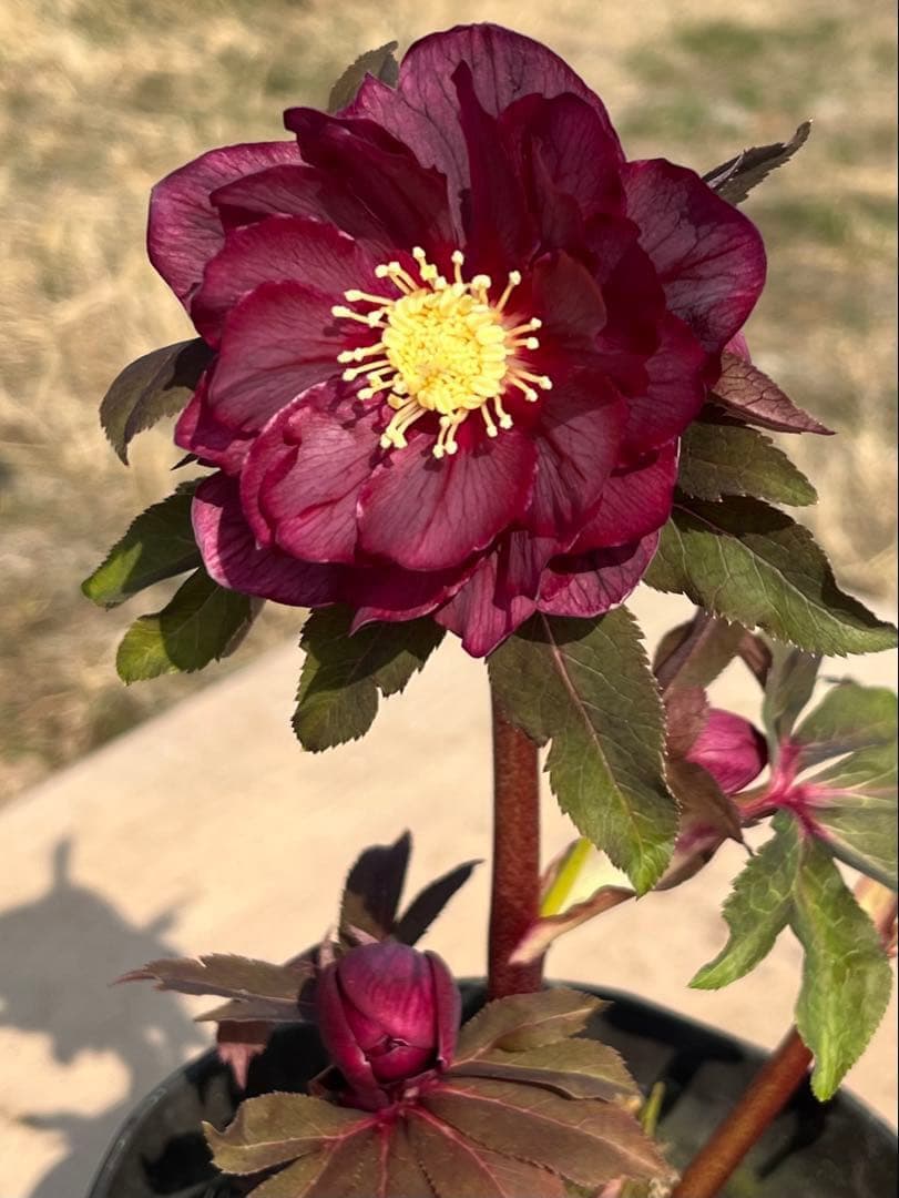 ヒ*イ様 ☘️蕾付き☘️2025年NO1赤☘️沢山新芽元気株❤️3267⭐️極上