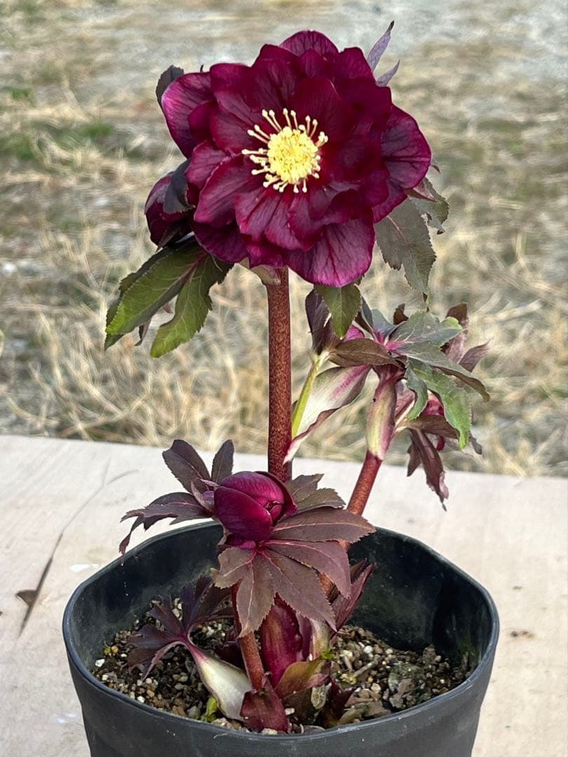 ヒ*イ様 ☘️蕾付き☘️2025年NO1赤☘️沢山新芽元気株❤️3267⭐️極上