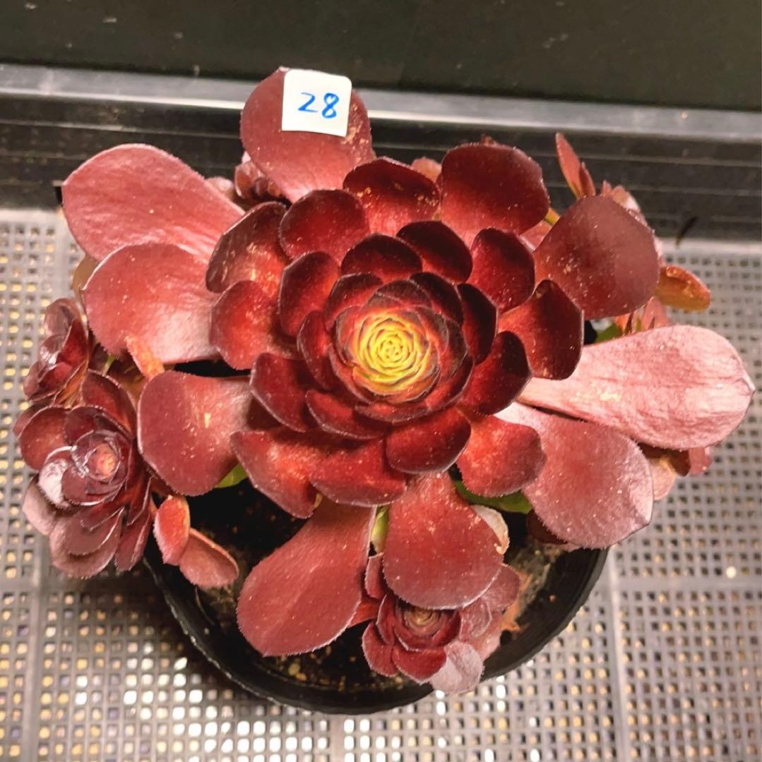 28#多肉植物アエオニウム錦❤️ ハロウィンイ黒魔 ❤️10頭20cm拔き苗