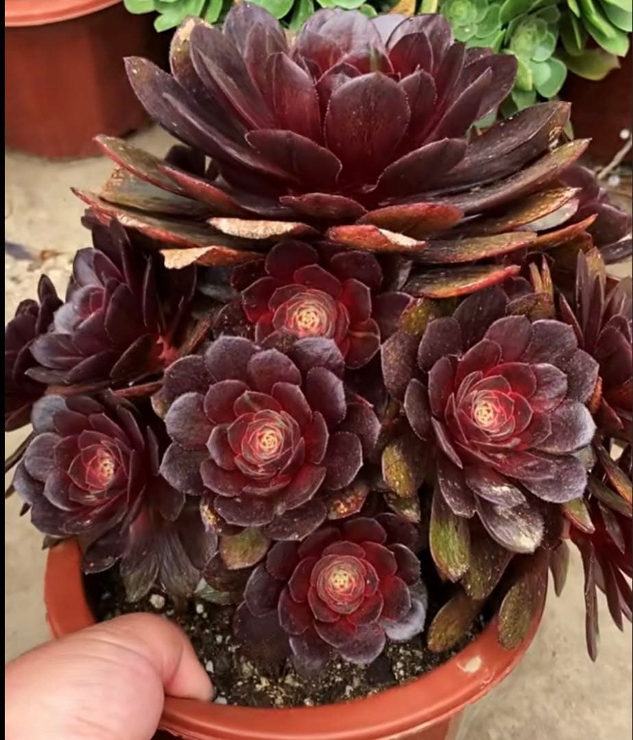 28#多肉植物アエオニウム錦❤️ ハロウィンイ黒魔 ❤️10頭20cm拔き苗