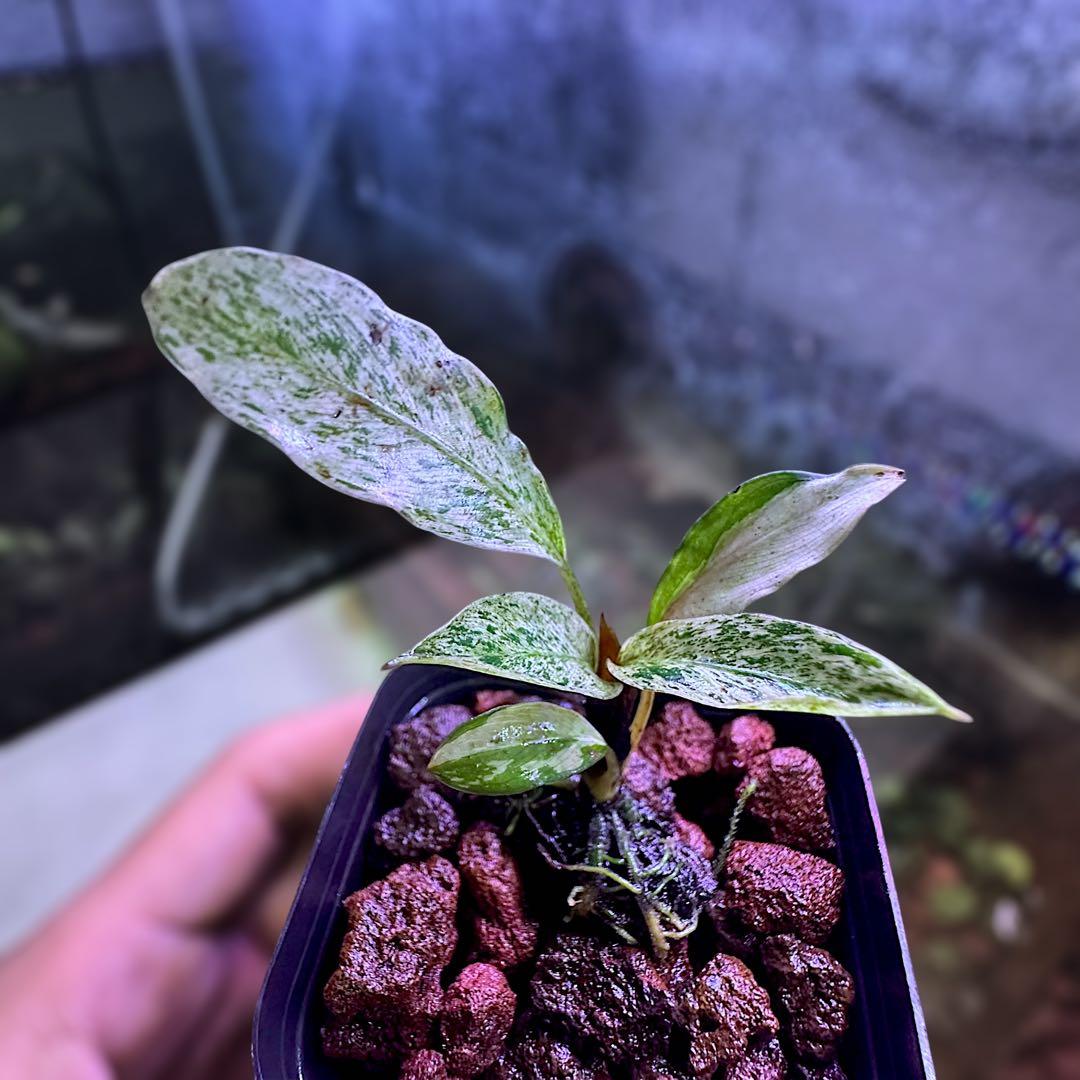 み*！様 ブセファランドラ（斑入り株）Bucephalandra Pipto と