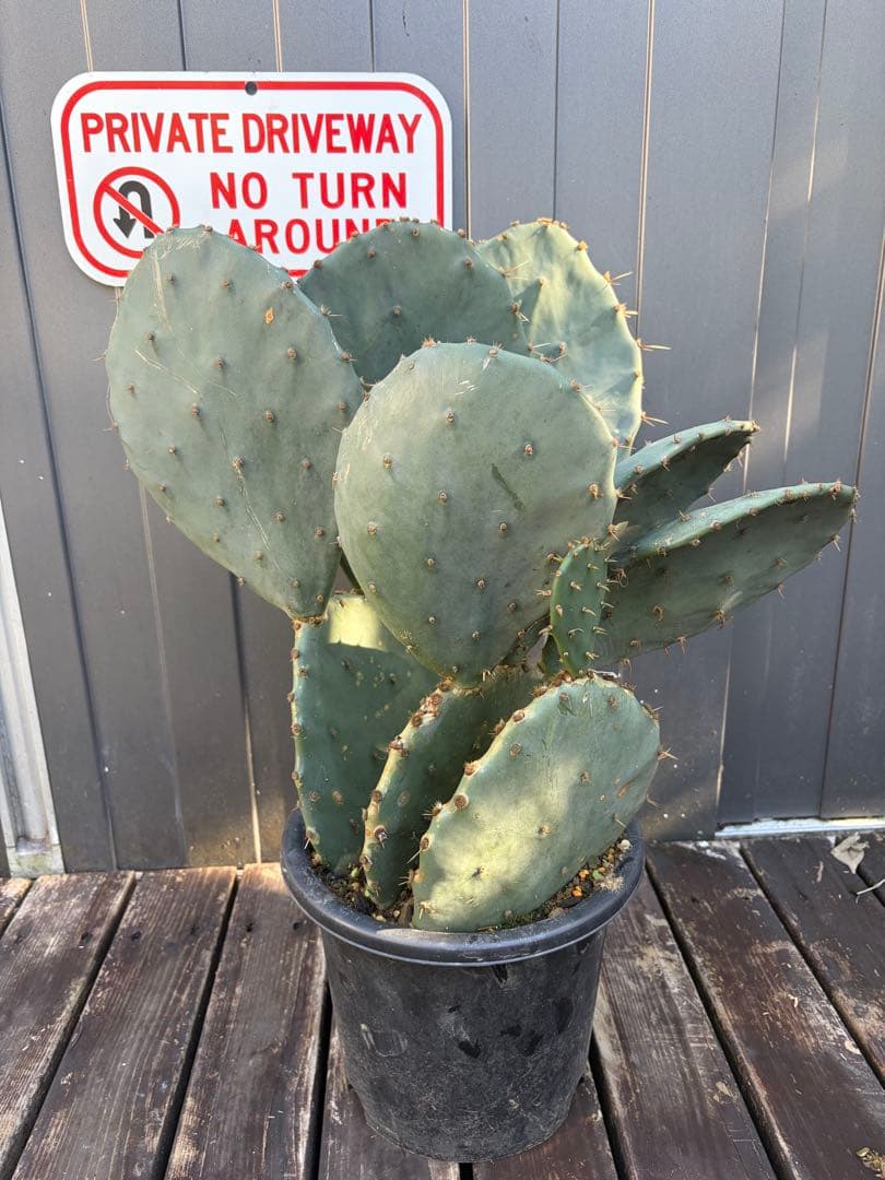 耐寒性強！団扇サボテン　オプンチアのフミフサ群生植え◇ドライガーデン南国アガベ