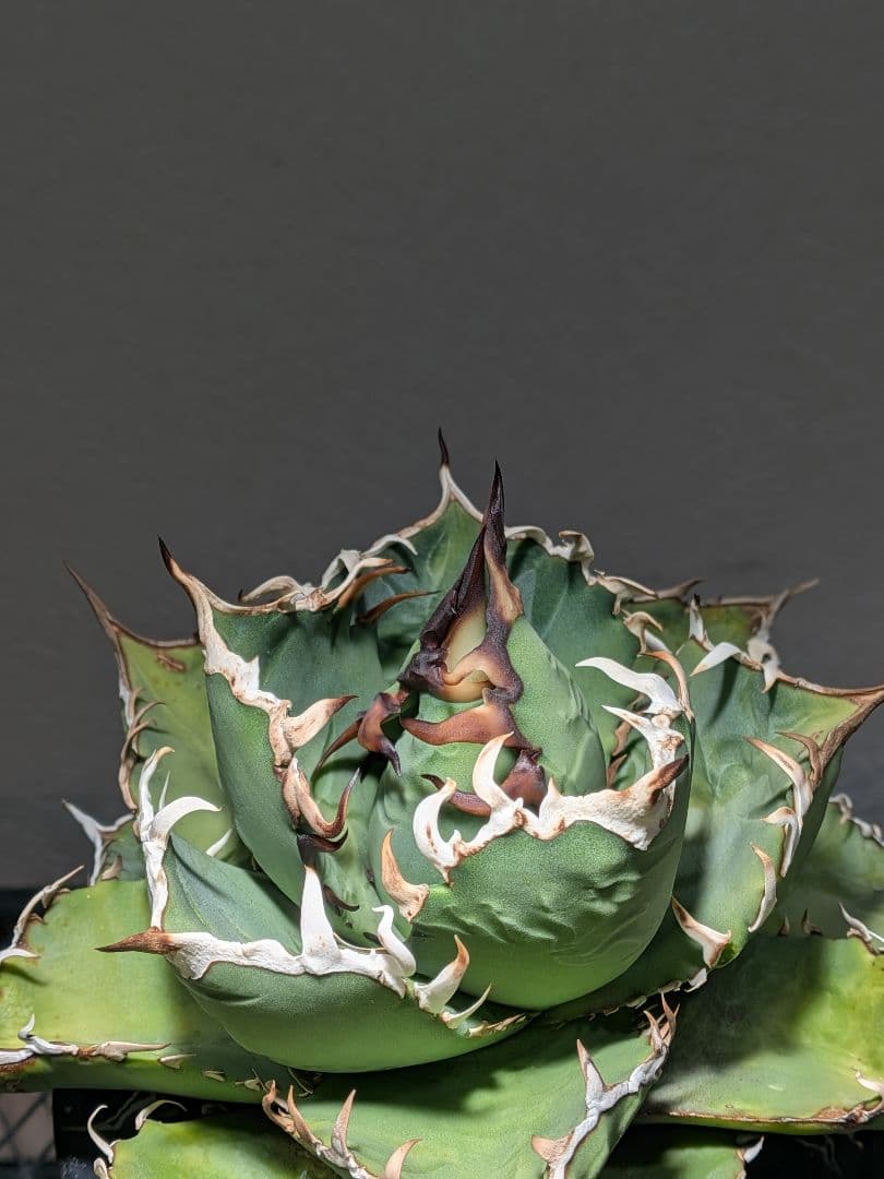 ①アガベ オアハカ オテロイ 実生 優良 選抜 中株 チタノタ