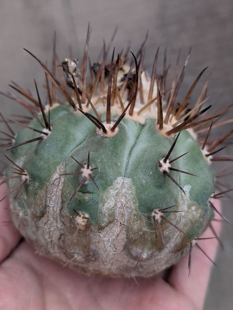 M*9様 【特選】コピアポア　シネレア　黒王丸 ①　白刺？