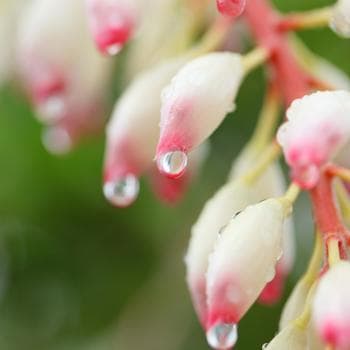 専用】サネン『隠れた本質を引き出す』フラワーエッセンスのシャンドゥ