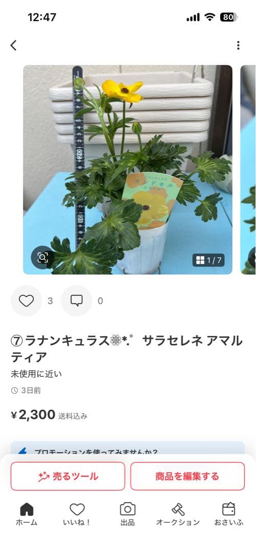 ラナンキュラスラックス❁⃘*.゜6点セット