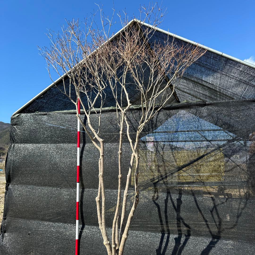 《お引き取り/本州配送可》特大極上株/ドウダンツツジ【現品限り】4