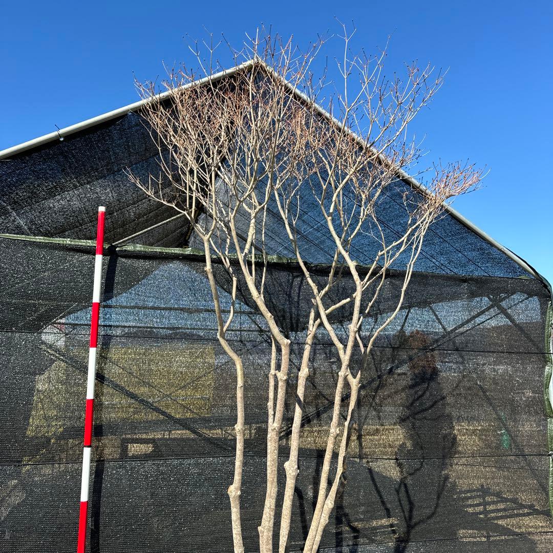 《お引き取り/本州配送可》特大極上株/ドウダンツツジ【現品限り】4