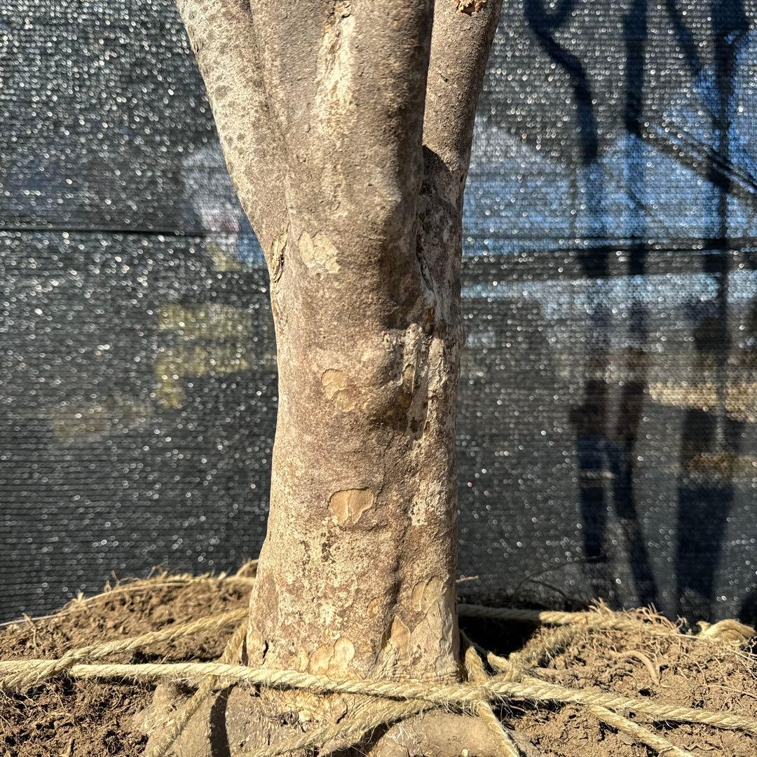 《お引き取り/本州配送可》特大極上株/ドウダンツツジ【現品限り】4