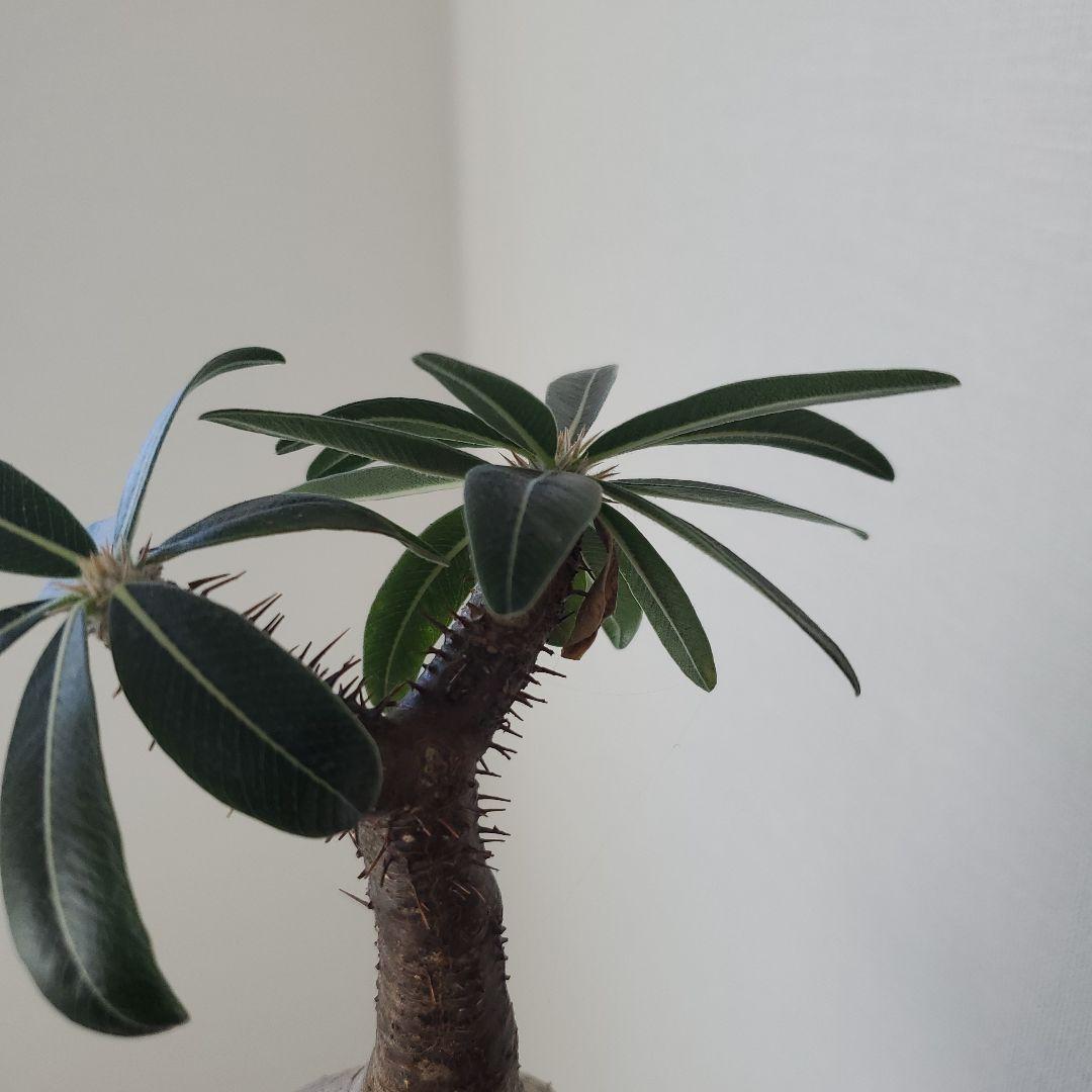 塊根植物　グラキリス　現地株　発根済　幹固め　発根管理半年間以上　メルカリ便