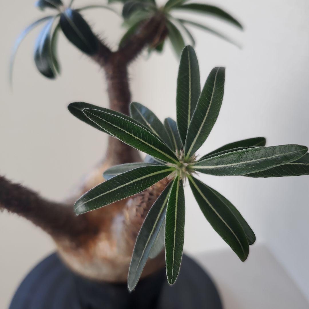 塊根植物　グラキリス　現地株　発根済　幹固め　発根管理半年間以上　メルカリ便