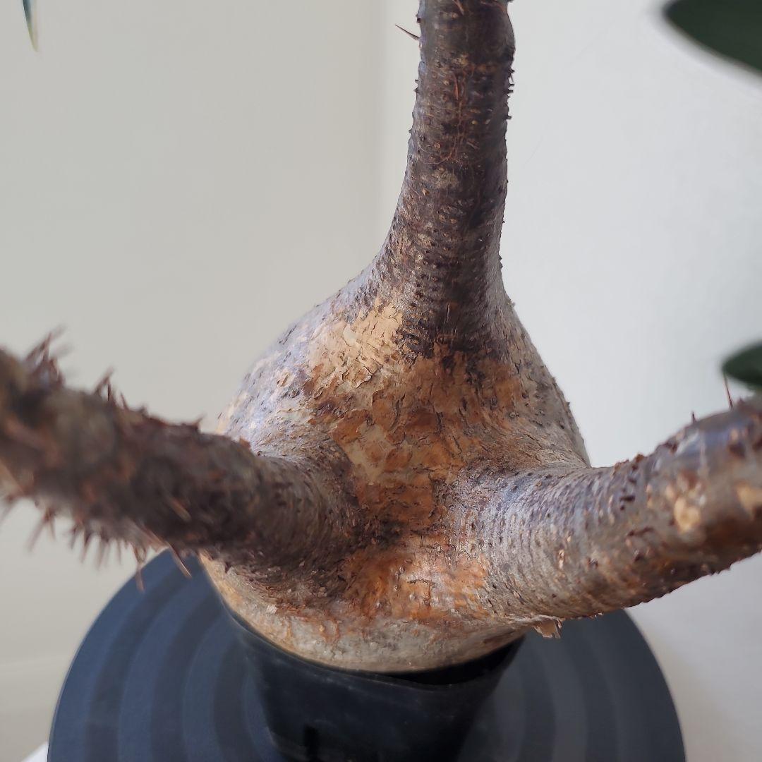 塊根植物　グラキリス　現地株　発根済　幹固め　発根管理半年間以上　メルカリ便