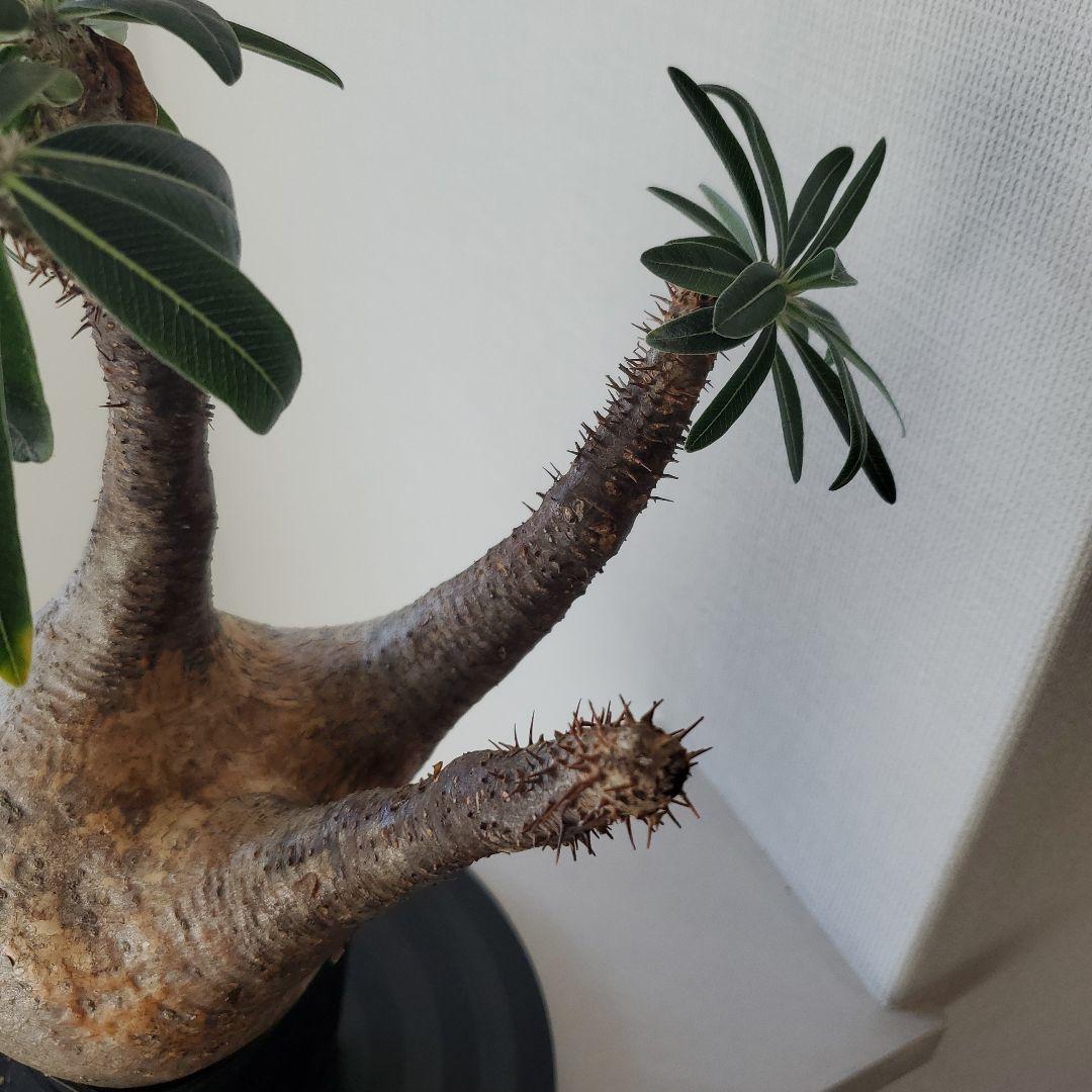 塊根植物　グラキリス　現地株　発根済　幹固め　発根管理半年間以上　メルカリ便